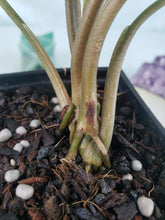 Load image into Gallery viewer, Three Kings Magic Marble, exact plant, variegated Syngonium, ships nationwide