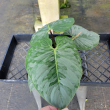Load image into Gallery viewer, Philodendron Sodiroi True Form, Exact Plant Ships Nationwide