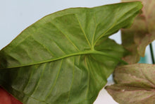 Load image into Gallery viewer, Variegated Syngonium Pink Spot Exact Plant Ships nationwide