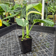 Load image into Gallery viewer, Monstera Lechleriana , Exact Plant Variegated Ships Nationwide