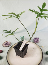 Load image into Gallery viewer, Philodendron Quercifolium, Exact Plant