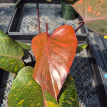 Load image into Gallery viewer, Philodendron Orange Princess Variegated exact plant, Fedex 2day