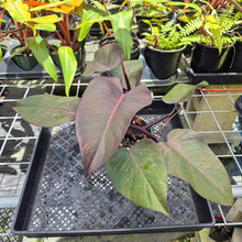 Load image into Gallery viewer, Philodendron Orange Princess, Exact Plant Variegated Ships Nationwide