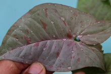 Load image into Gallery viewer, Variegated Syngonium Pink Spot Exact Plant Ships nationwide