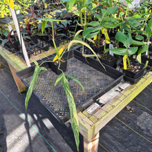 Load image into Gallery viewer, Philodendron Holtonianum Variegated 4" pot, Fedex 2day*
