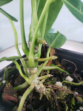 Load image into Gallery viewer, Anthurium Warocqueanum, Queen, Exact Plant