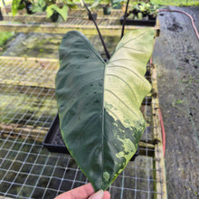Load image into Gallery viewer, Alocasia Macrorhizza Black Stem, Exact Plant Variegated