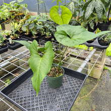 Load image into Gallery viewer, Anthurium Watermaliense exact plant, Fedex 2day*