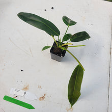 Load image into Gallery viewer, Philodendron Patriciae, Exact Plant Ships Nationwide