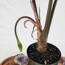 Load image into Gallery viewer, Alocasia Longiloba, Denudata, Exact Plant