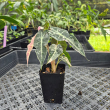 Load image into Gallery viewer, Alocasia polly pink variegated, Exact Plant Ships Nationwide.