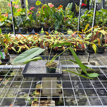 Load image into Gallery viewer, Anthurium Spectabile exact plant, Fedex 2day*