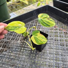 Load image into Gallery viewer, Philodendron Hederaceum Micans Aurea, Exact Plant Variegated Ships Nationwide