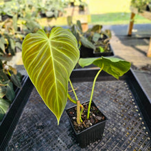 Load image into Gallery viewer, Philodendron Splendid, Exact Plant 4" Ships Nationwide