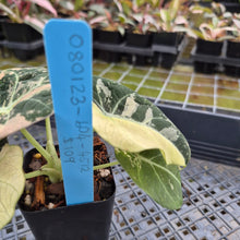 Load image into Gallery viewer, Alocasia Black Velvet Pink variegated exact plant, Fedex 2day*