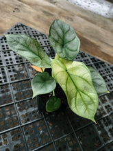 Load image into Gallery viewer, Alocasia silver dragon aurea Exact Plant Variegated Ships Nationwide