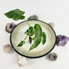 Load image into Gallery viewer, Alocasia Odora, Okinawa Silver, Exact Plant Variegated