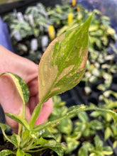 Load image into Gallery viewer, Philodendron Green Congo Nuclear, variegated, 2.5" Pot, Fedex 2 day*