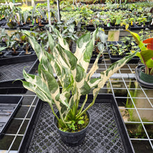 Load image into Gallery viewer, spathiphyllum galaxy Variegated exact plant, Fedex 2day