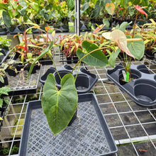 Load image into Gallery viewer, Anthurium Peppermint Splash, Shibori AFF, speckled , Exact Plant Ship Nationwide