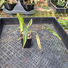Load image into Gallery viewer, Philodendron Holtonianum Variegated, Exact Plant Ships Nationwide