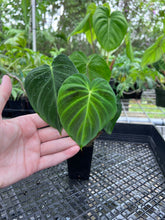 Load image into Gallery viewer, Philodendron Verrucosum Pseudoverrucosum Croat 2.5" pot, Fedex 2day*