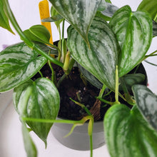 Load image into Gallery viewer, Philodendron Brandtianum, Exact Plant multi pot of 7+ Ships Nationwide