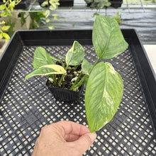 Load image into Gallery viewer, Monstera Lechleriana Variegated exact plant, Fedex 2day*