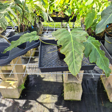 Load image into Gallery viewer, Philodendron Corsinianum, Exact Plant Ships Nationwide