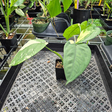 Load image into Gallery viewer, Syngonium Chiapense Variegated exact plant, Fedex 2day*