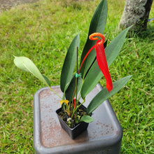 Load image into Gallery viewer, Anthurium Scherzerianum "Pig Tail", Exact Plant Ships Nationwide