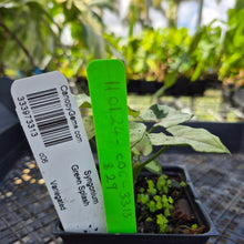 Load image into Gallery viewer, Syngonium Green Splash, Exact Plant Variegated Ships Nationwide