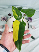 Load image into Gallery viewer, Domesticum, Exact Plant, variegated Philodendron