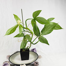 Load image into Gallery viewer, Philodendron Tripartitum, Exact Plant Ships Nationwide