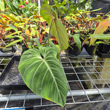 Load image into Gallery viewer, Philodendron Gloriosum, Pink Veined Back, Exact Plant Ships Nationwide