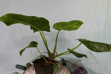 Load image into Gallery viewer, Variegated Philodendron Giganteum 'Blizzard', exact plant, ships nationwide