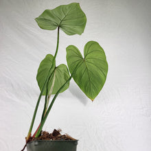Load image into Gallery viewer, Philodendron Gloriosum, Dark Form 4" pot, Fedex 2 day*