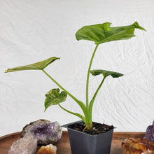 Load image into Gallery viewer, Alocasia Gageana Aurea, Exact Plant Variegated
