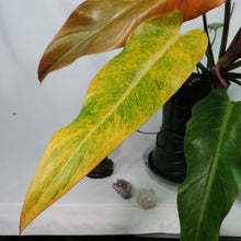Load image into Gallery viewer, Philodendron Orange Marmalade, Autumn Queen 6" pot, Fedex 2day