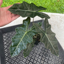 Load image into Gallery viewer, Alocasia Pseudosanderiana , Exact Plant