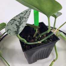 Load image into Gallery viewer, Scindapsus Silver Lady 4" pot, Fedex 2 day*