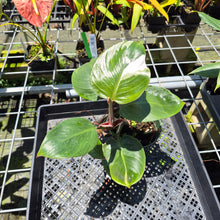 Load image into Gallery viewer, Philodendron White Knight Variegated exact plant, Fedex 2day*