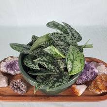 Load image into Gallery viewer, Scindapsus Silver Lady, Exact Plant Multi pot of 5