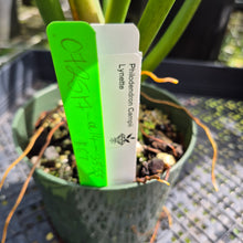 Load image into Gallery viewer, Philodendron Campii Lynette, Exact Plant Ships Nationwide