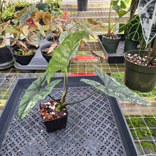 Load image into Gallery viewer, Alocasia Simpo Albo, Exact Plant, Ships Nationwide