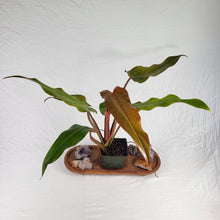 Load image into Gallery viewer, Philodendron Orange Marmalade, Autumn Queen 4" pot, Fedex 2 day*