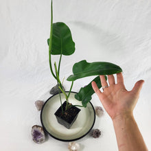 Load image into Gallery viewer, Philodendron Jerry Horne 4" pot, Fedex 2day*