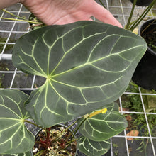 Load image into Gallery viewer, Anthurium Besseae Aff exact plant, Fedex 2day*