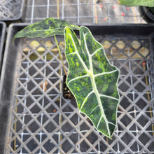 Load image into Gallery viewer, Alocasia Sanderiana Bull Aurea, Exact Plant Variegated