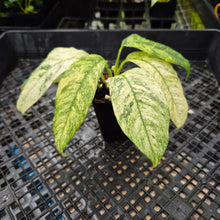 Load image into Gallery viewer, Rhaphidophora Puberula, Exact Plant Variegated Ships Nationwide